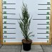 Borievka viržínska (Juniperus virginiana) ´BLUE ARROW´ – výška 50-80 cm, kont. C3L 